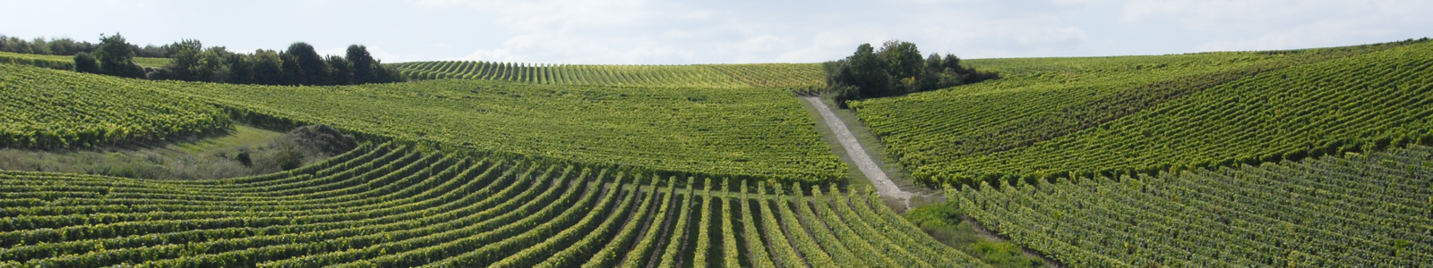 Weinberge ©Feuerbach